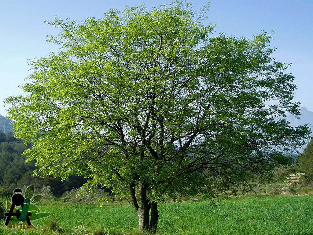 BAEZA Sarl, Paysagiste et Pépinière, Bannière Site Grand Format