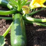 BAEZA Sarl, Paysagiste et Pépinière, Curcurbita Pepo Ambassador (Courgette Ambassador)