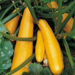BAEZA Sarl, Paysagiste et Pépinière, Curcurbita Pepo Parador (Courgette Parador)