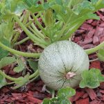 BAEZA Sarl, Paysagiste et Pépinière, Curcurbita Pepo Cougourdon (Courgette Ronde de Nice)