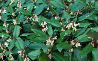Elaeagnus x Ebbingei (Eléagnus, Chalef de Ebbinge)