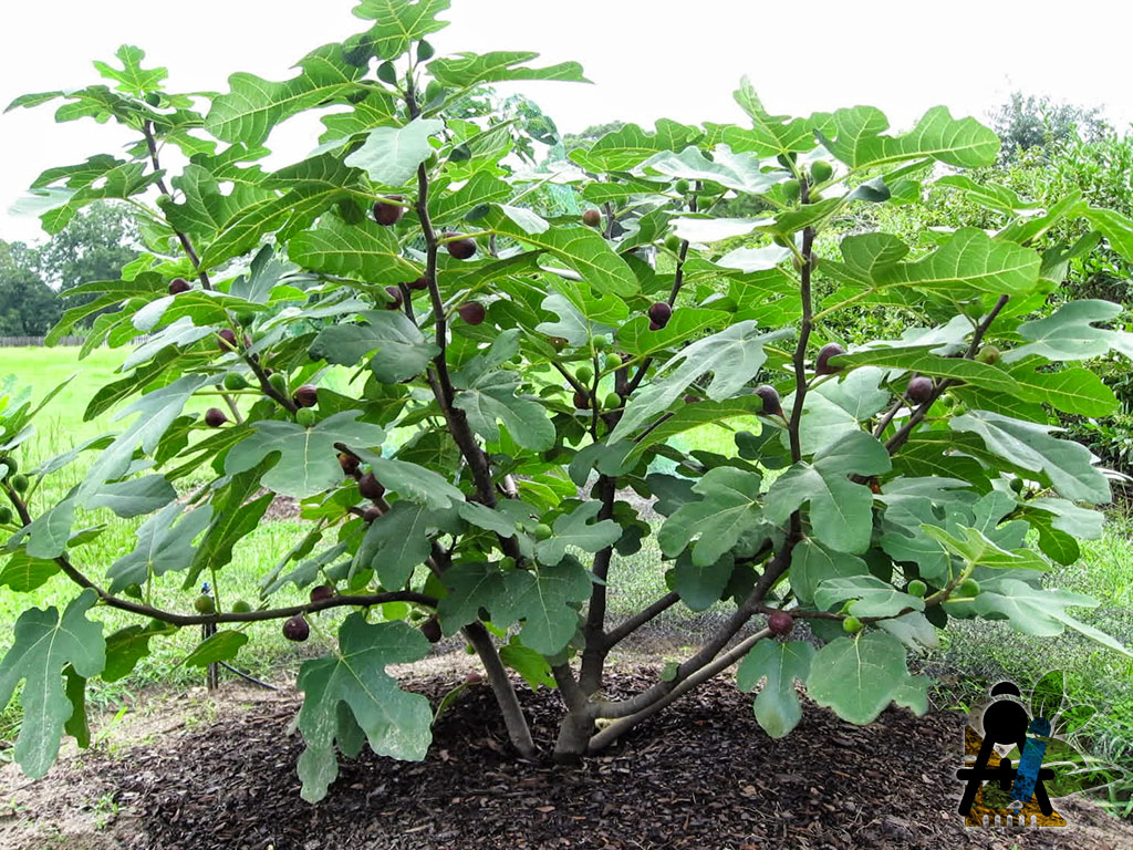 BAEZA Sarl, Paysagiste et Pépinière, Bannière Site Grand Format