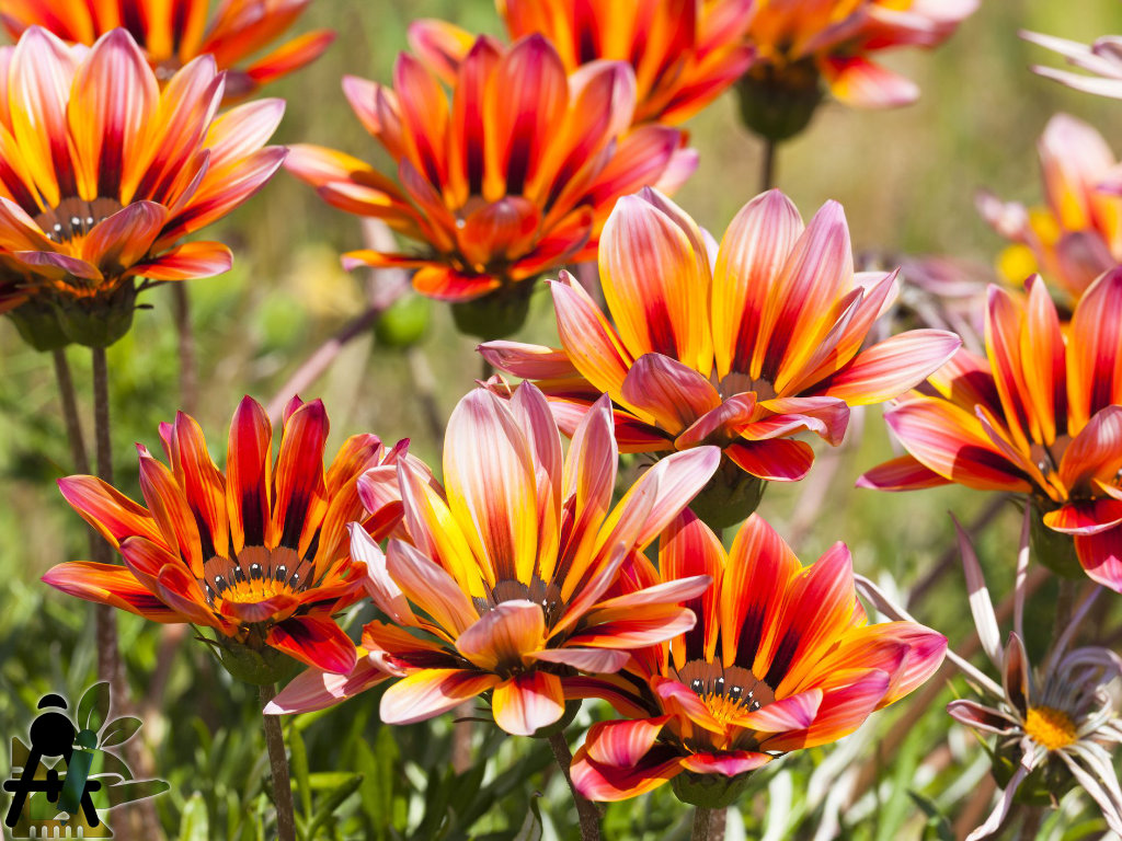 BAEZA Sarl, Paysagiste et Pépinière, Bannière Site Grand Format