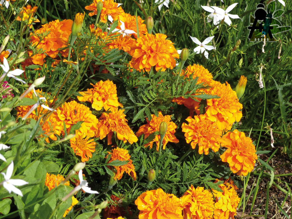 BAEZA Sarl, Paysagiste et Pépinière, Bannière Site Grand Format