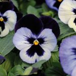 BAEZA Sarl, Paysagiste et Pépinière, La Pensée Clair de Lune (Viola 'Alpha Monnlight')