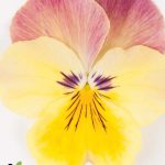 BAEZA Sarl, Paysagiste et Pépinière,Pensée 'Cool Wave®’ Rose et Jaune (Viola 'Cool Wave® Pink Yellow Bicolore')