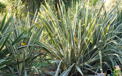 Phormium Tenax Variegatum (Lin de Nouvelle-Zélande Panaché)