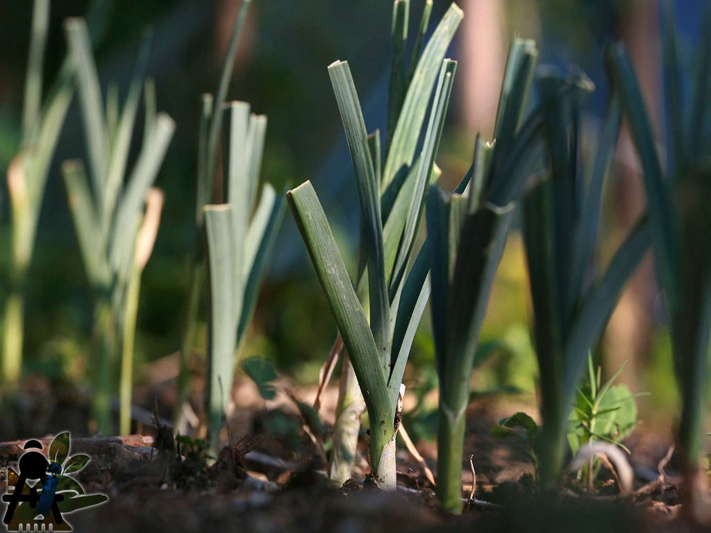 BAEZA Sarl, Paysagiste et Pépinière, Bannière Site Grand Format
