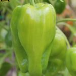 BAEZA Sarl, Paysagiste et Pépinière, Capsicum Annuum Doux d'Espagne (Poivron Doux d'Espagne)