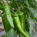 BAEZA Sarl, Paysagiste et Pépinière, Capsicum Annuum Doux Long Landes (Poivron Doux, Long des Landes)