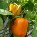 BAEZA Sarl, Paysagiste et Pépinière, Capsicum Annuum Etuida (Poivron Orange Etuida)