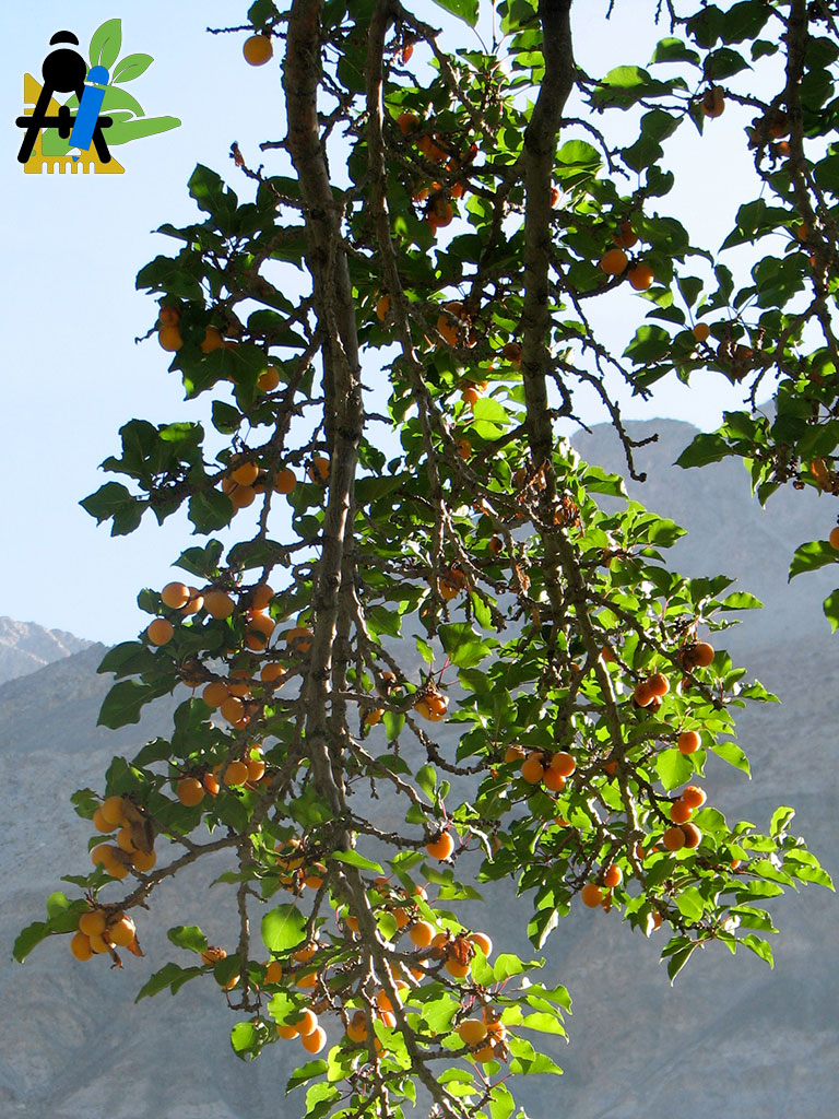 BAEZA Sarl, Paysagiste et Pépinière, Bannière Site Grand Format