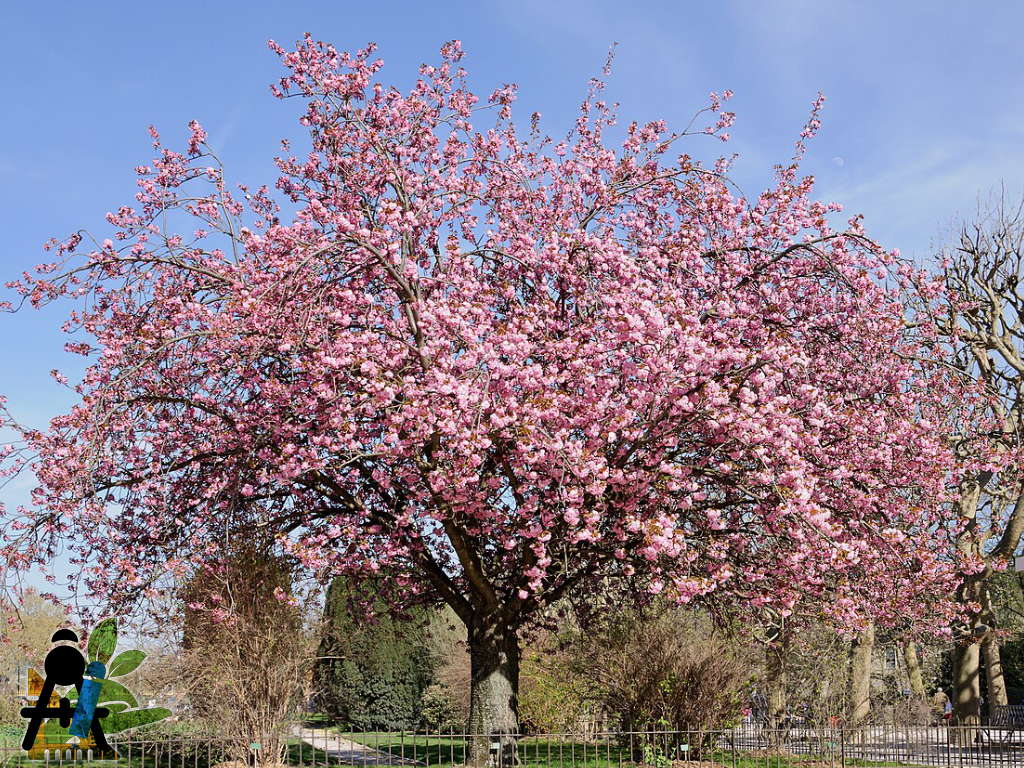BAEZA Sarl, Paysagiste et Pépinière, Bannière Site Grand Format