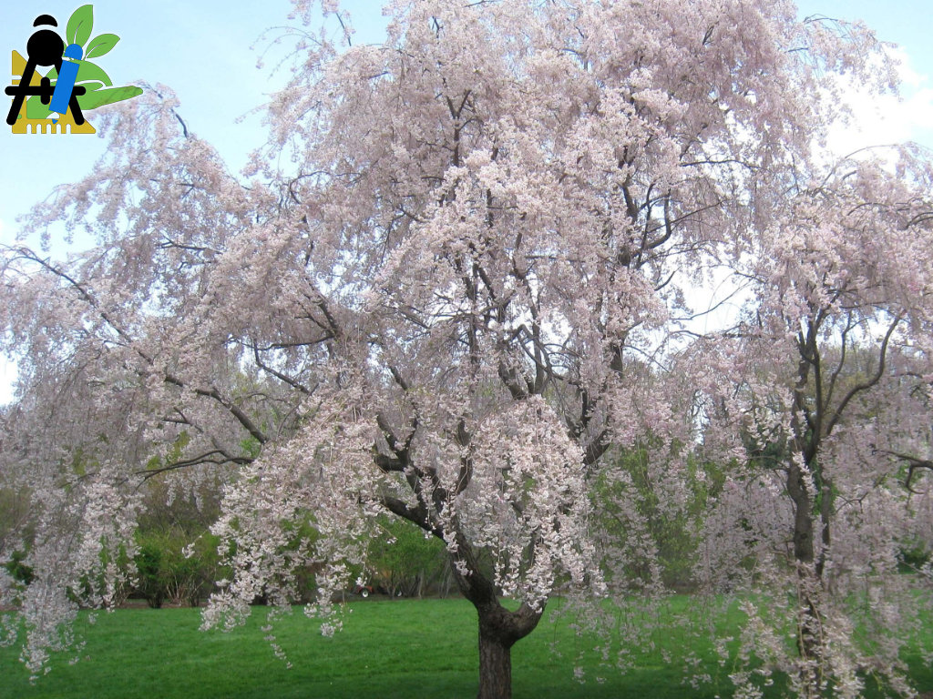 BAEZA Sarl, Paysagiste et Pépinière, Bannière Site Grand Format