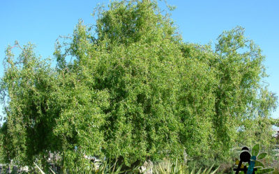 Salix Matsudana Tortuosa (Saule Tortueux)