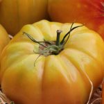 BAEZA Sarl, Paysagiste et Pépinière, Solanum Lycopersicum Ananas (Tomate Ananas)