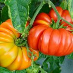 BAEZA Sarl, Paysagiste et Pépinière, Solanum Lycopersicum Cuor Di Bue (Tomate Cœur de Bœuf)
