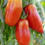 BAEZA Sarl, Paysagiste et Pépinière, Solanum Lycopersicum Andine Cornue (Tomate Cornue des Andes)
