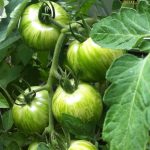 BAEZA Sarl, Paysagiste et Pépinière, Solanum Lycopersicum Green Zebra (Tomate Green Zébra)