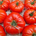 BAEZA Sarl, Paysagiste et Pépinière, Solanum Lycopersicum Marmande (Tomate Marmande)