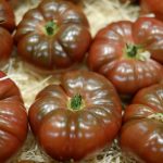 BAEZA Sarl, Paysagiste et Pépinière, Solanum Lycopersicum Noire de Crimée (Tomate Noire de Crimée)