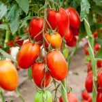 BAEZA Sarl, Paysagiste et Pépinière, Solanum Lycopersicum Roma (Tomate Roma)