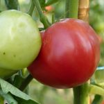 BAEZA Sarl, Paysagiste et Pépinière, Solanum Lycopersicum Rose de Berne (Tomate Rose de Berne)