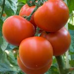 BAEZA Sarl, Paysagiste et Pépinière, Solanum Lycopersicum Saint Pierre (Tomate Saint-Pierre)