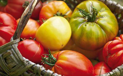 Solanum Lycopersicum (Les Tomates)