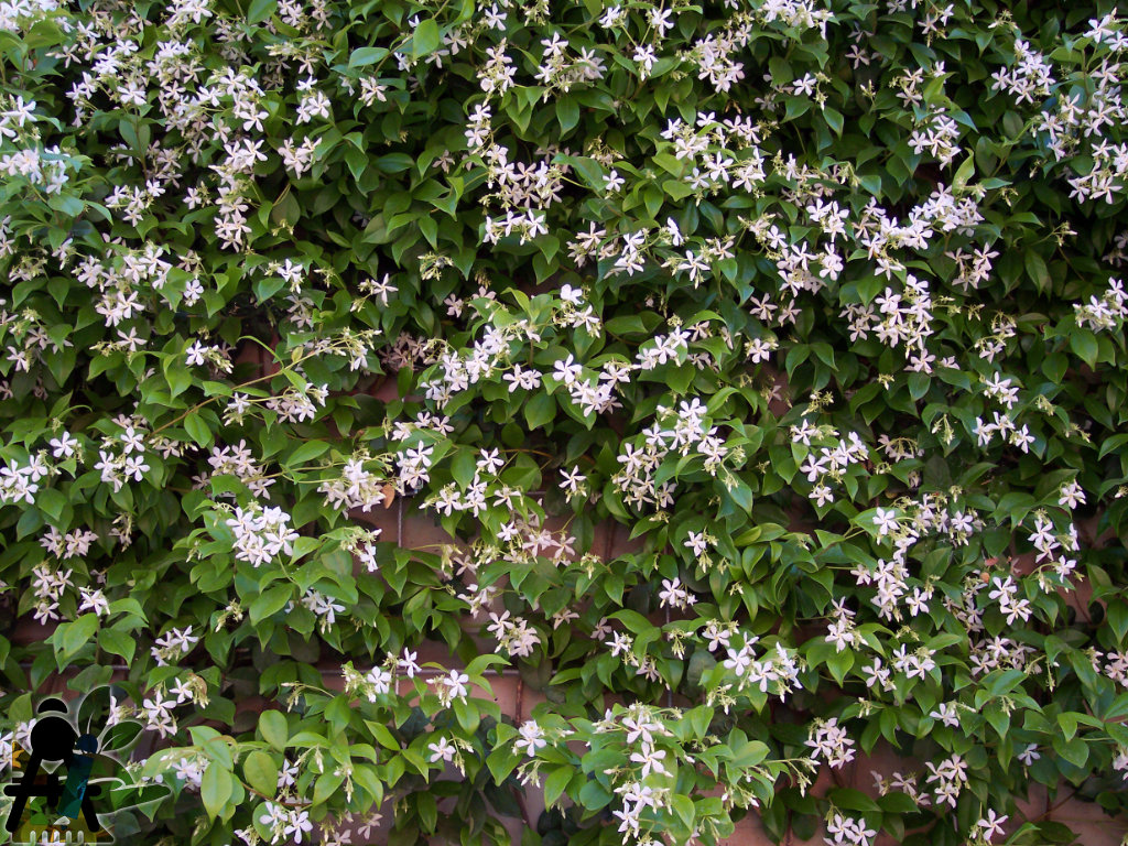 BAEZA Sarl, Paysagiste et Pépinière, Bannière Site Grand Format