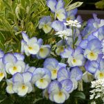 BAEZA Sarl, Paysagiste et Pépinière, Pensée Lune Bleue (Viola hybrida Blue Moon)