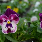 BAEZA Sarl, Paysagiste et Pépinière, Pensée 'Matrix Cassis' (Viola 'Matrix Cassis')